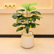 Artificial Money Plant 3ft for Home Decor | Majestic Lamps