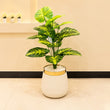 Artificial Zebra Money Plant 3ft for Home Decor