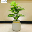Artificial Zebra Money Plant 3ft for Home Decor